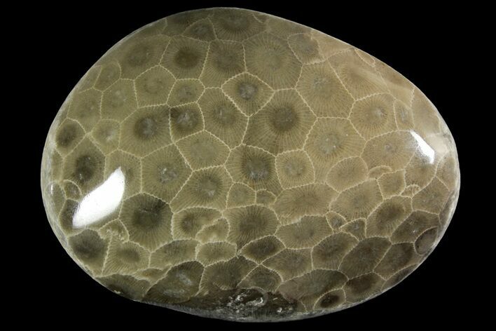 Polished Petoskey Stone (Fossil Coral) - Michigan #156161